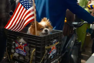 Dog