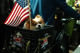 Dog