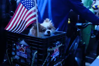 Dog