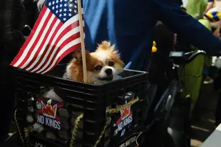Dog