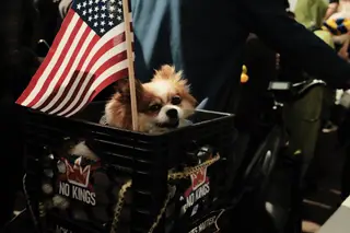 Dog
