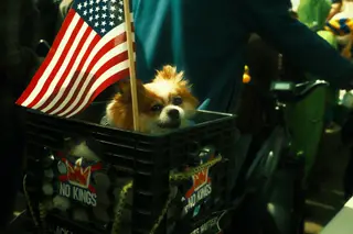 Dog