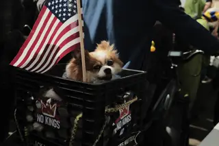 Dog