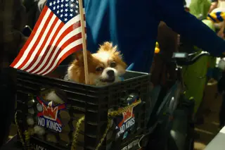 Dog
