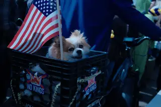 Dog