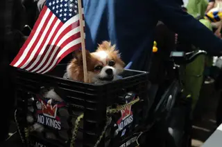 Dog