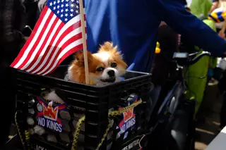 Dog