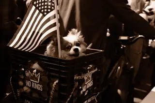 Dog