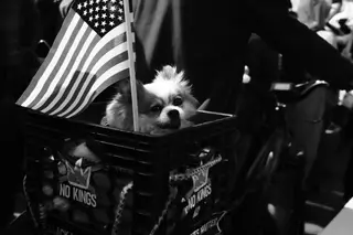 Dog