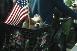 Dog