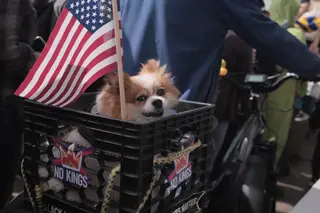Dog