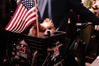 Dog