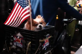 Dog