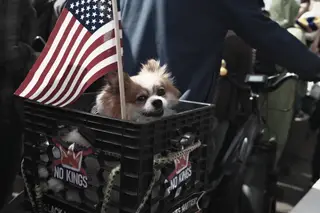 Dog