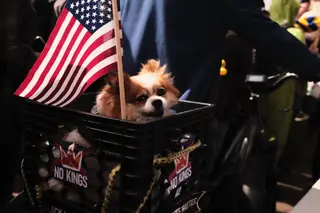 Dog