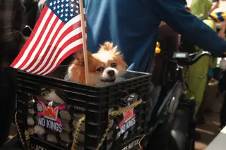 Dog