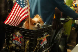 Dog
