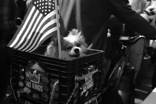Dog