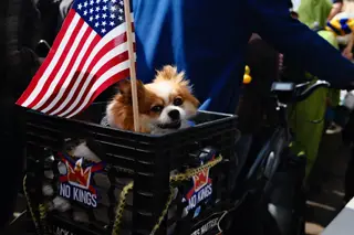 Dog