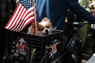 Dog