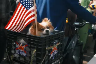 Dog