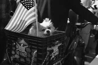 Dog