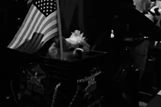 Dog