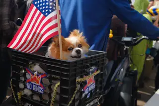 Dog