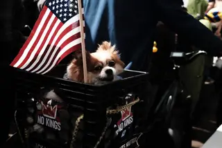 Dog