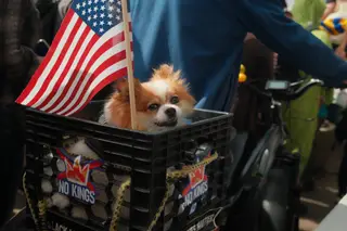 Dog