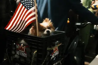 Dog