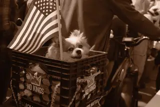 Dog