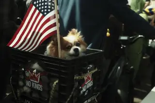 Dog