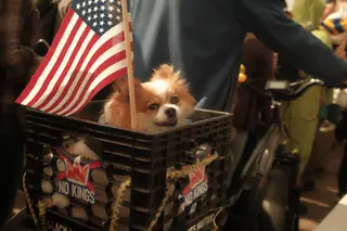Dog