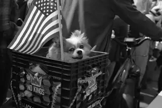 Dog
