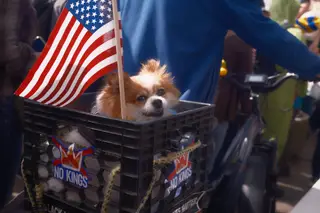 Dog