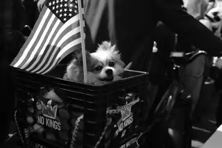 Dog
