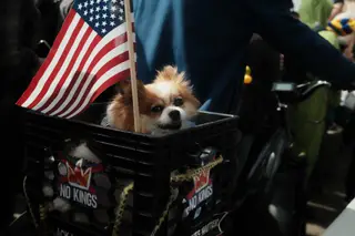 Dog