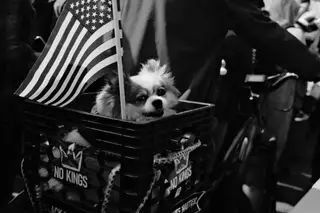 Dog