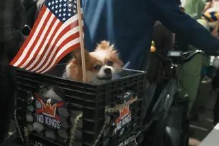 Dog