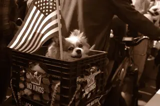 Dog