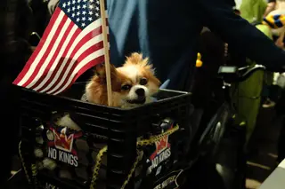 Dog