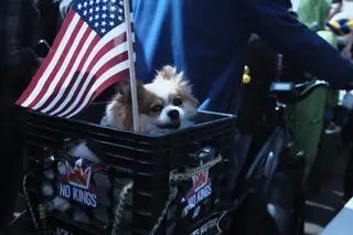 Dog
