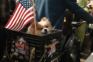 Dog