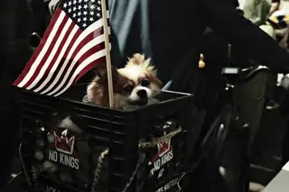 Dog
