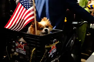Dog