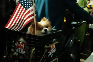Dog