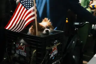 Dog