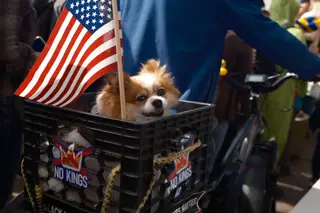 Dog