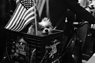 Dog